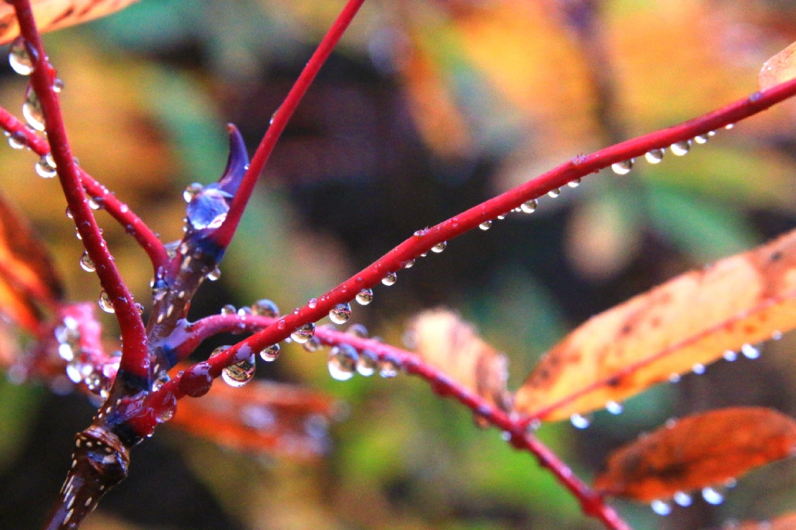 dew…