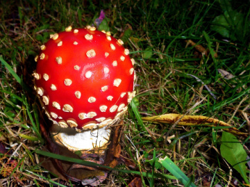 fliegenpilz