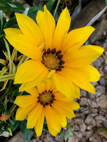 Simply yellow...