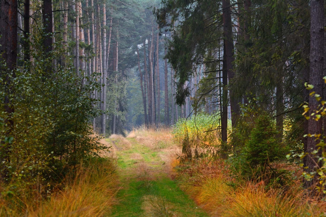 Polish forest