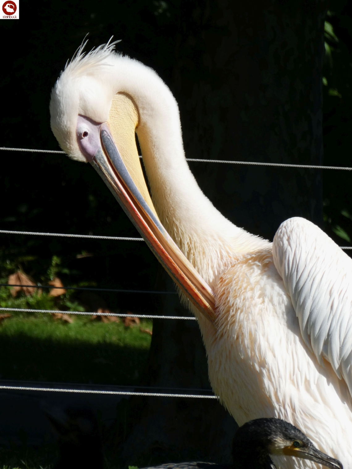 Pelikan