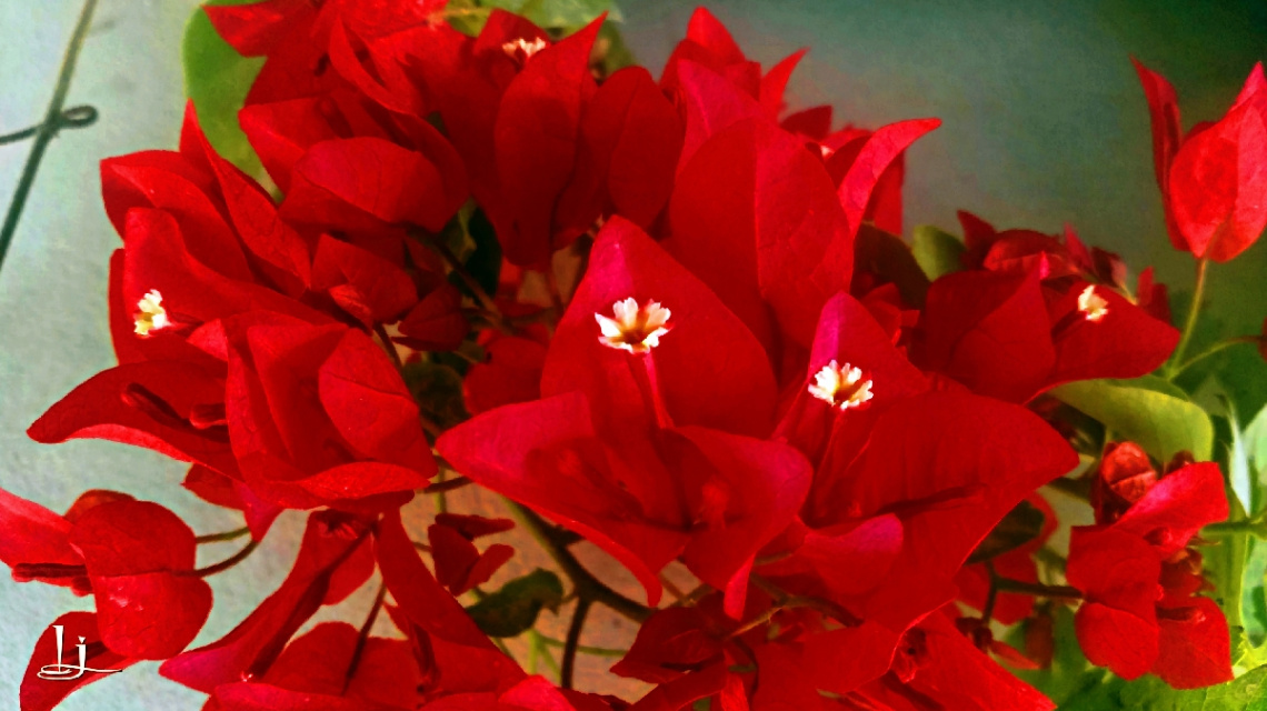 Red beauty bloom.....