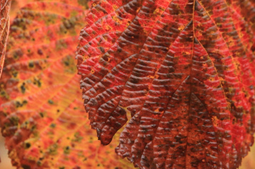 Autumn colors