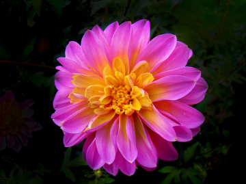 bunte  blüte 