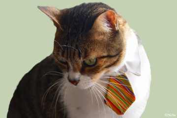 With Tie