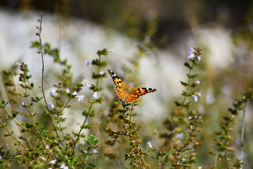 Vanessa Cardui / Diken Kelebeği