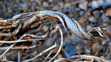 Beauty in demise!