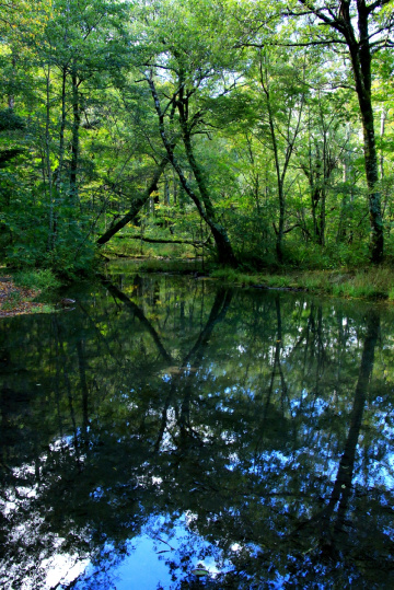 reflection