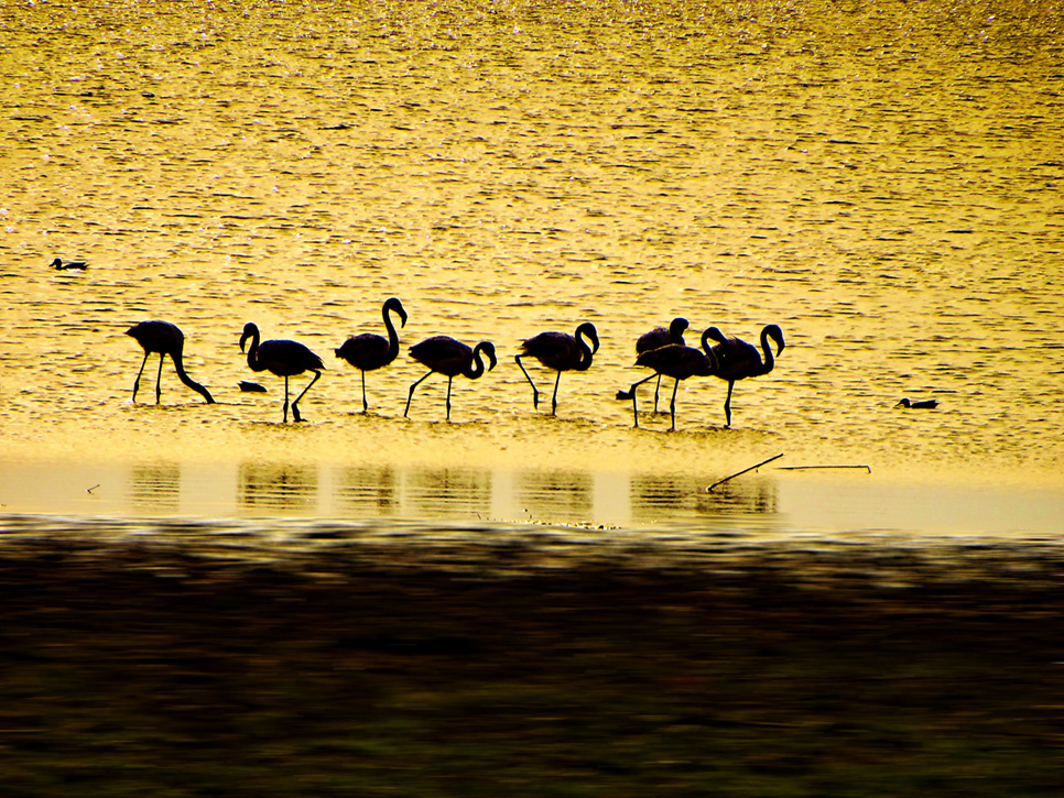 Flamingolar