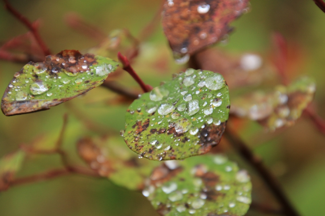 after the rain…