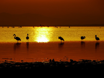 Flamingolar II