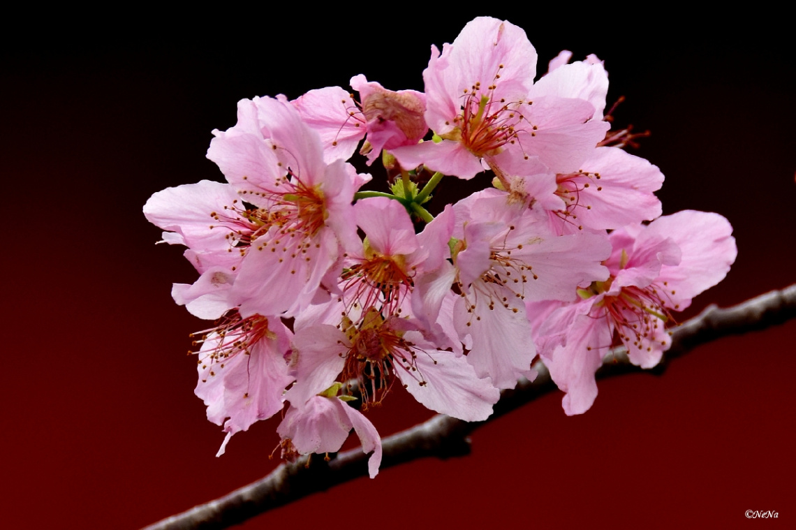 Cherry blossom