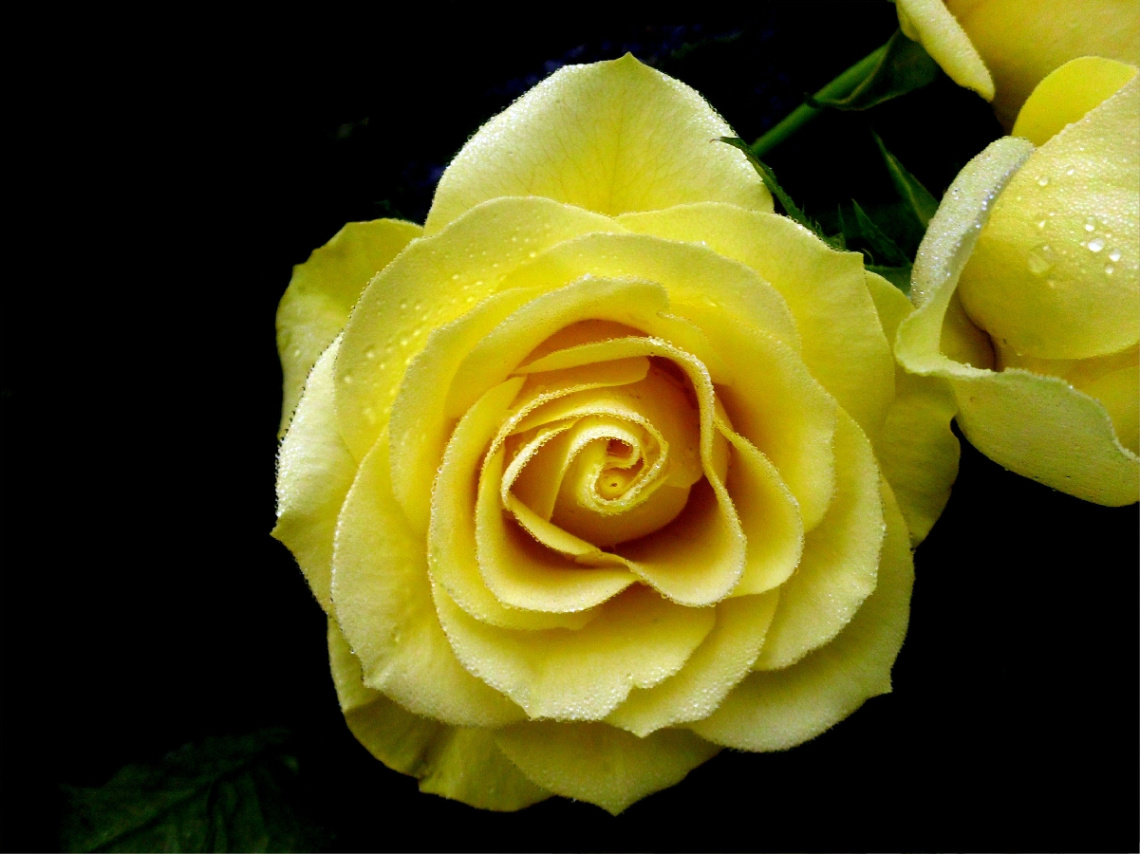 gelbe rosen 