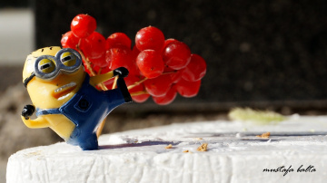 Miniciks Hayatlar  Minyon 