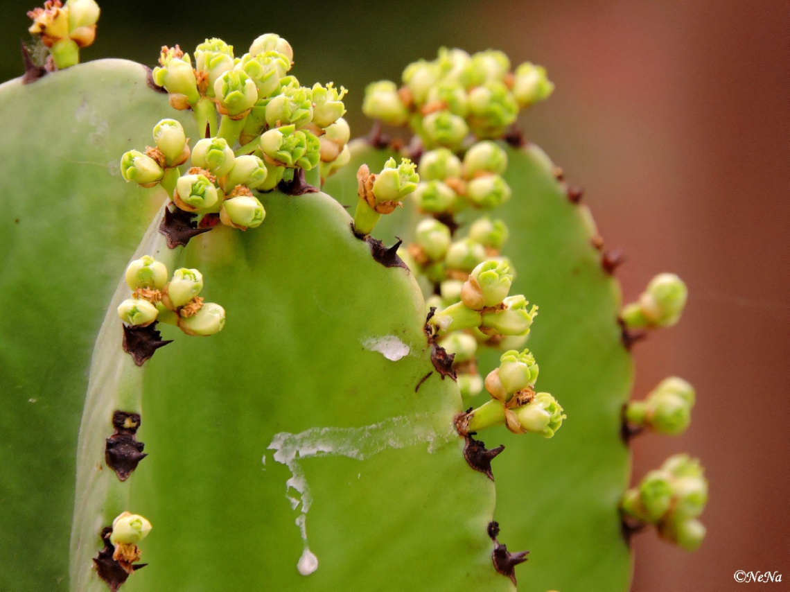 Even the thorns give flowers