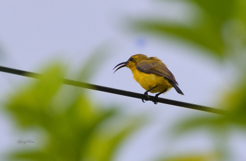 Sunbird