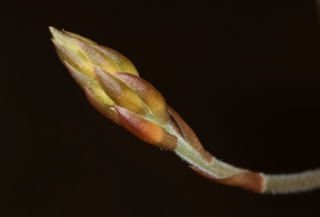 Growing in a garden  