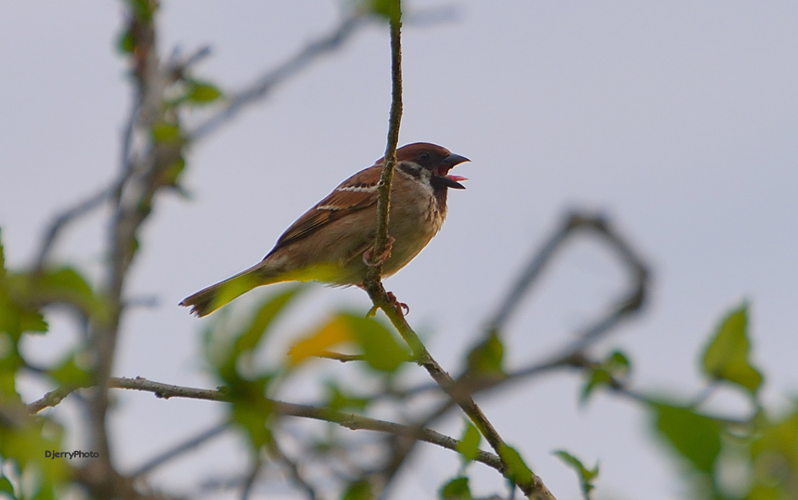 Sparrow