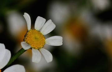 Close up