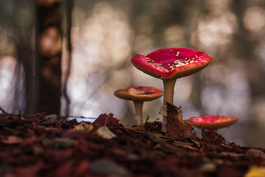 Fly agarics