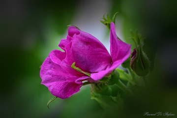 Softly pink II