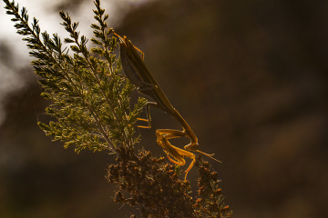 Mantis - Peygamber Devesi