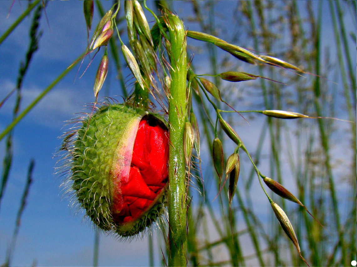 mohn.