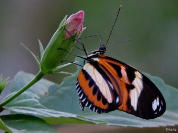 Tiger Longwing