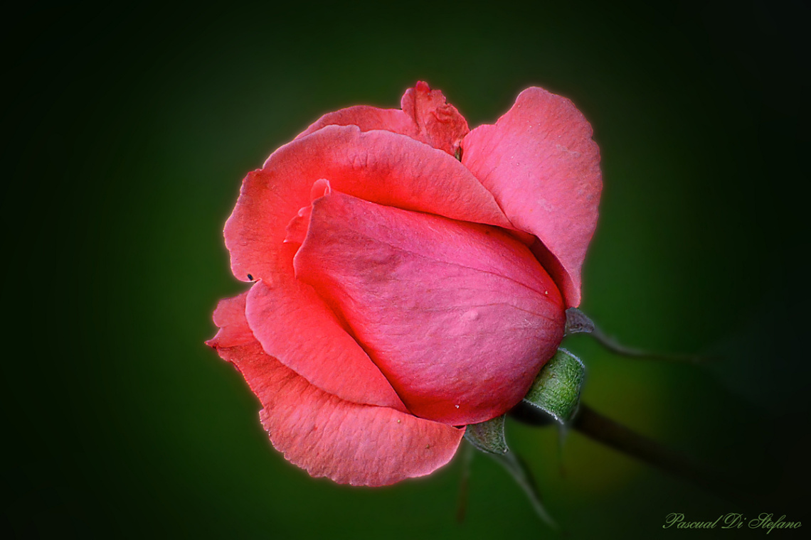 Softly pink III
