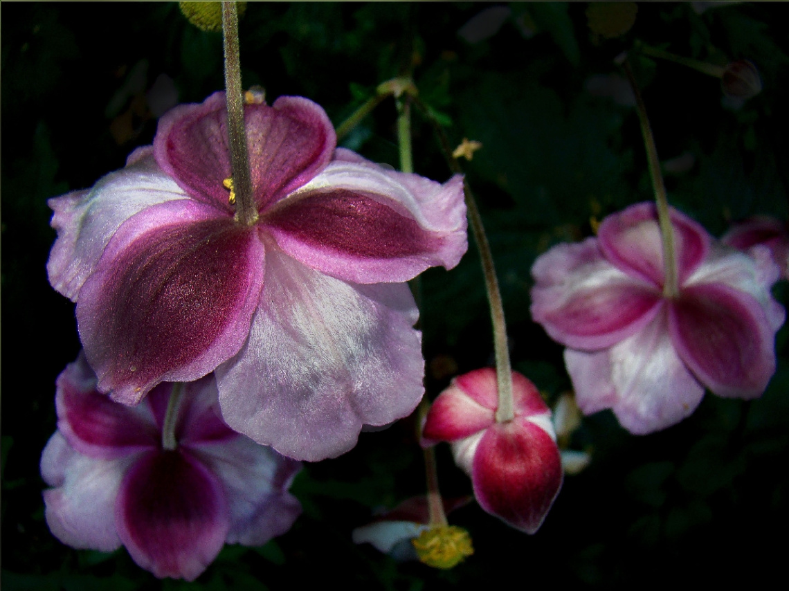 blüten 2
