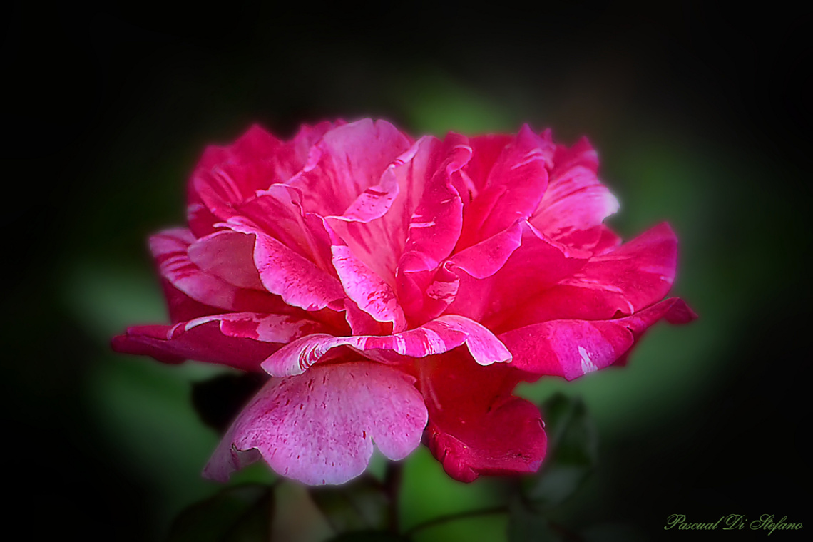 Softly pink IV