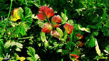 Leaves and colours.....