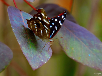 Mini Butterfly I