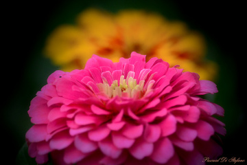 Bicolor