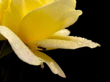 Yellow world 