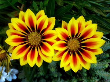 blüten 3