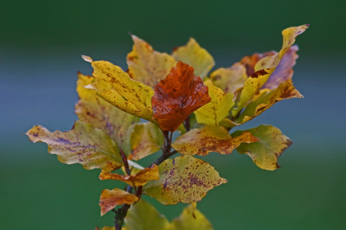 Autumn leaves II