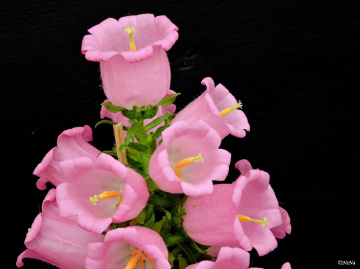 Canterbury Bells