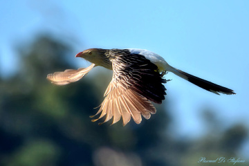 Guira guira IV