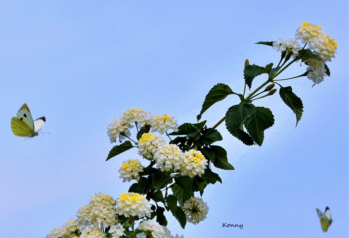kelebek & flowers