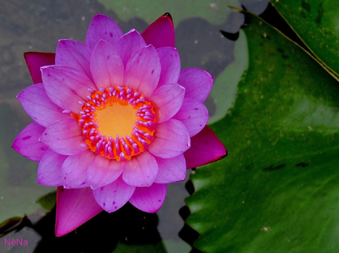 Shirley Bryne Waterlily