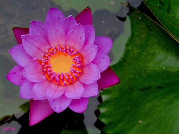 Shirley Bryne Waterlily