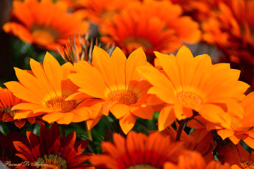 Orange beauty II