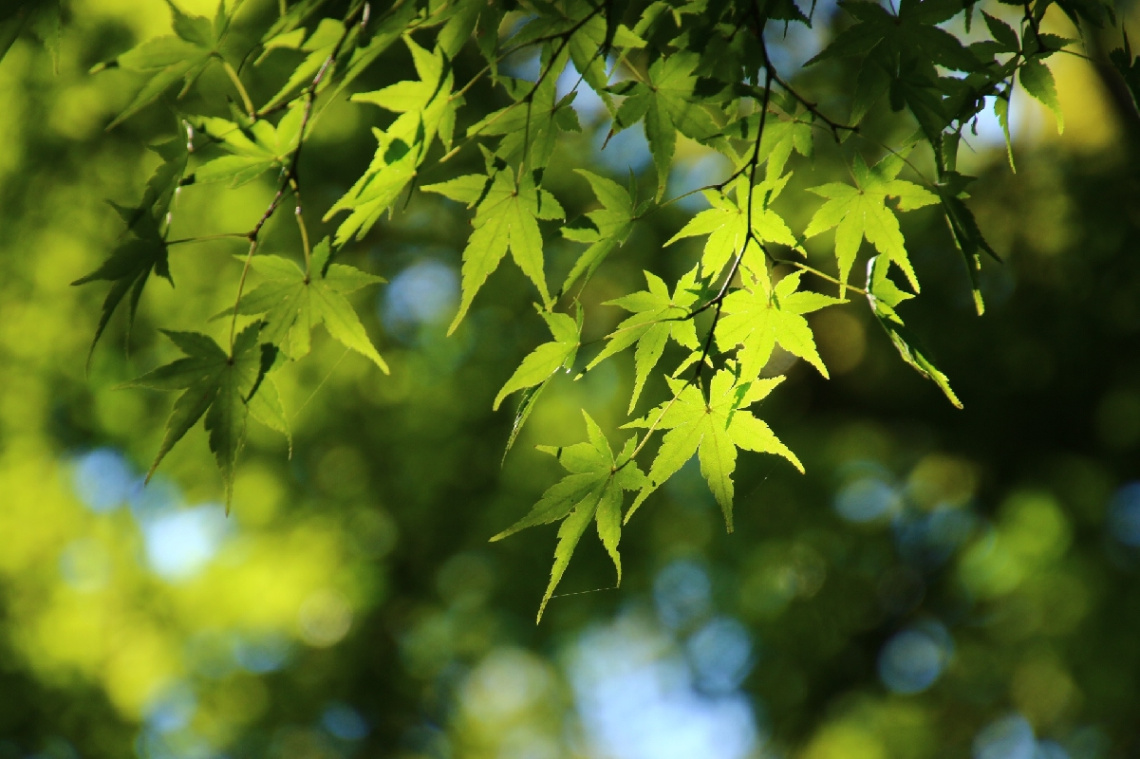 lightgreen light