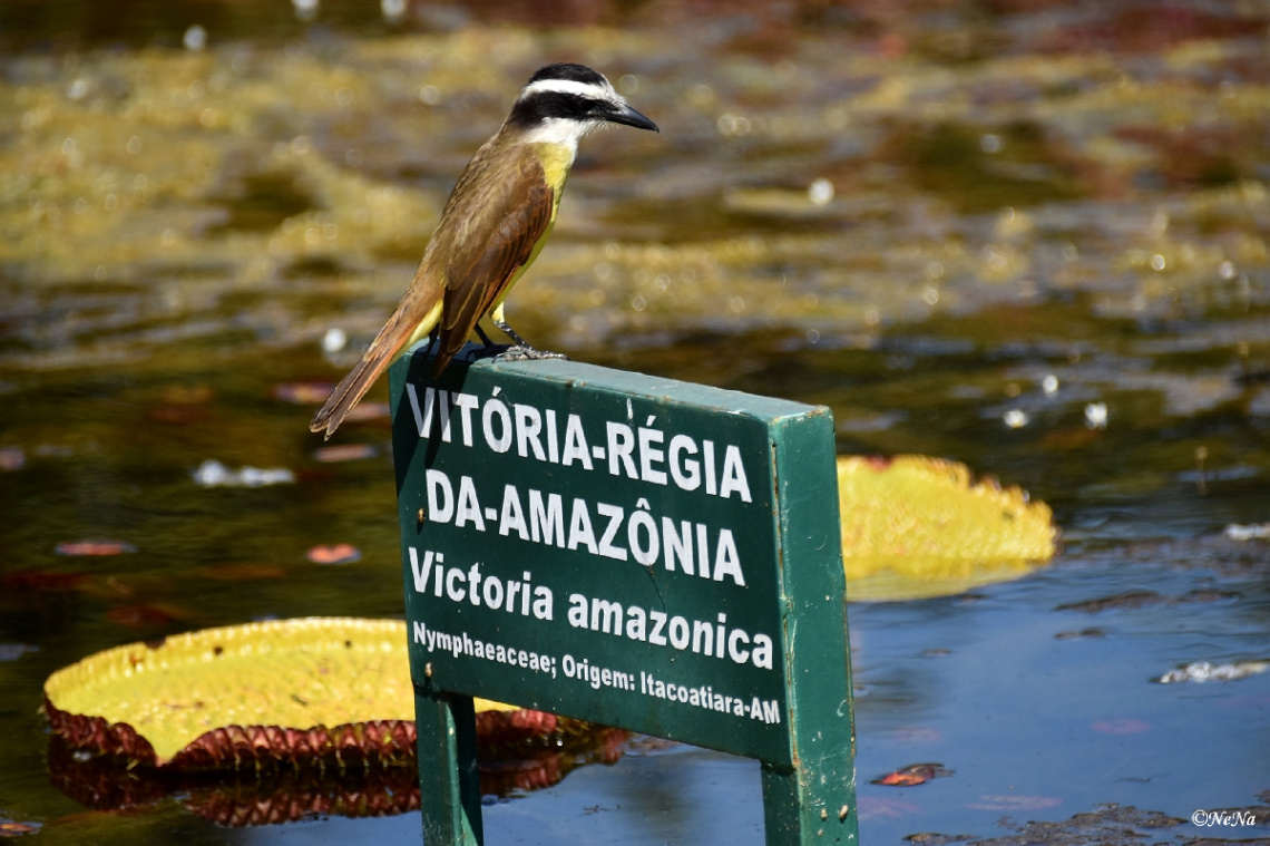 Great Kiskadee