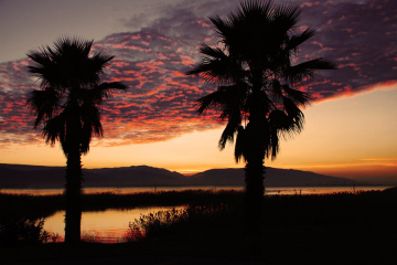 İzmit Körfezi & Palmiye & Günbatımı 