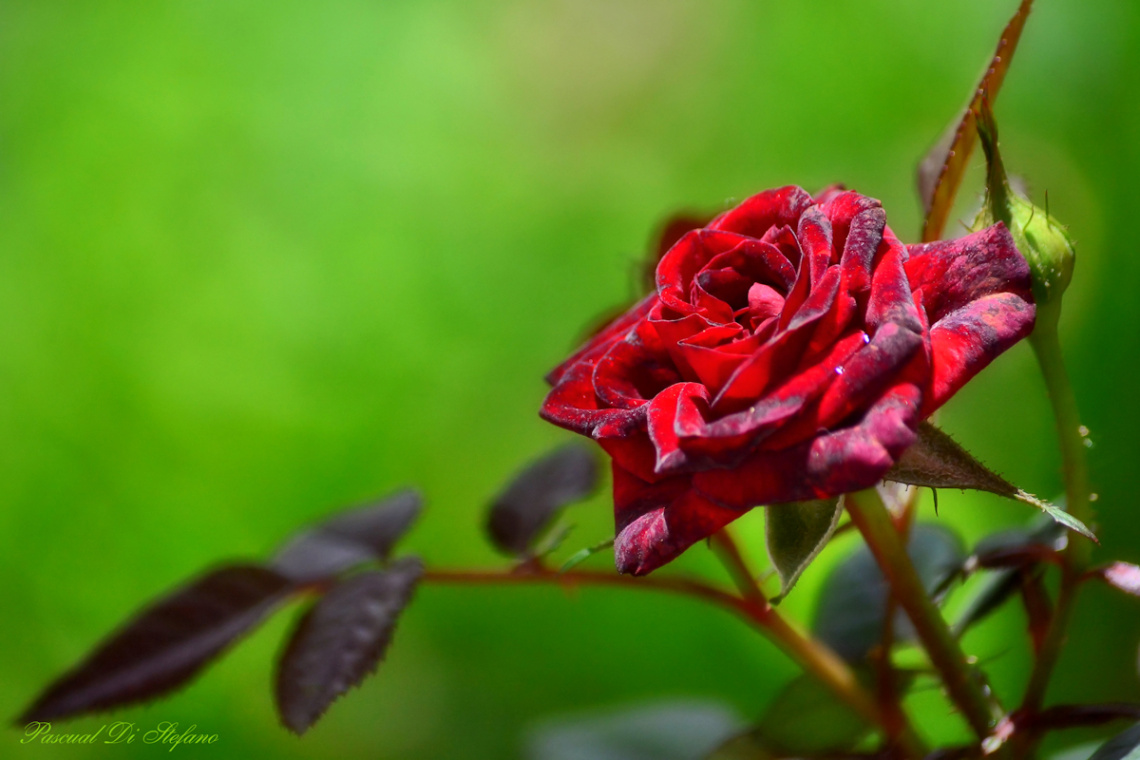 Red Queen