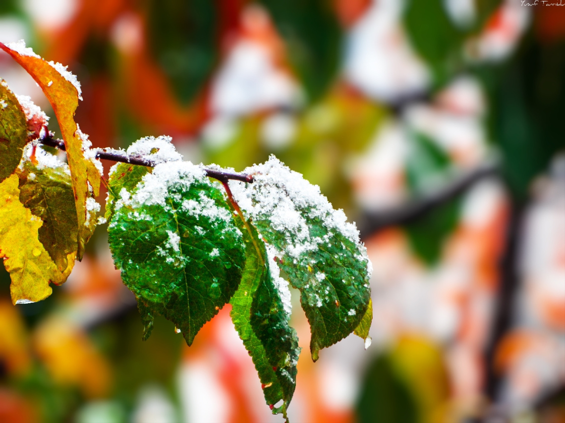 #winter