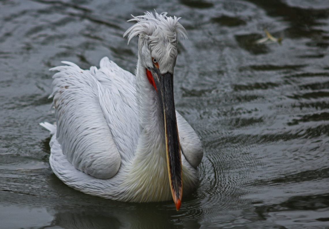 Dalmatian Pelican