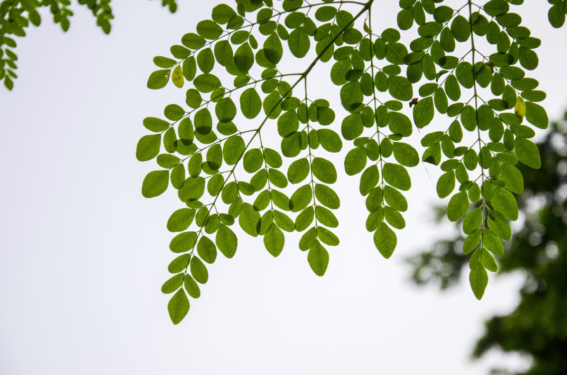 Leaf